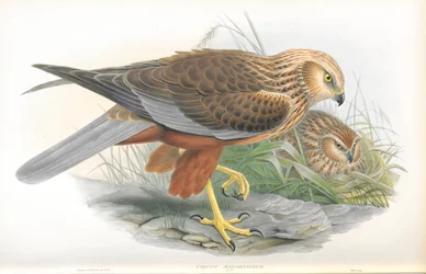Cercus Aeruginosus（マーシュハリアー）のイラスト